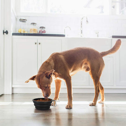 Large Collapsible Dog Bowls - 2 Pack, 34 Oz Portable Travel Bowls with Clasp for Pets, Ideal for Water and Food, Perfect for Traveling, Walking, and Hiking (Black)